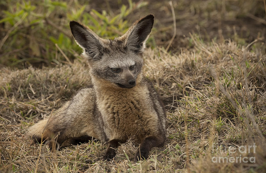 Bat-eared Fox Photograph by John Shaw - Fine Art America