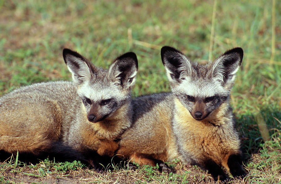 Bat Eared Fox Lying In Plains Photograph by Animal Images - Fine Art ...