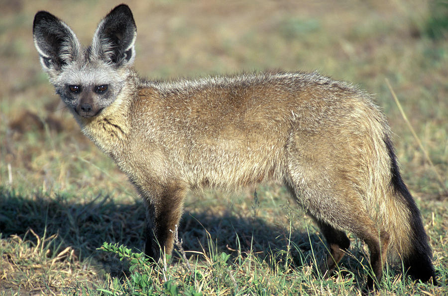 Bat-eared Fox Standing In Plains Kenya Photograph by Animal Images ...