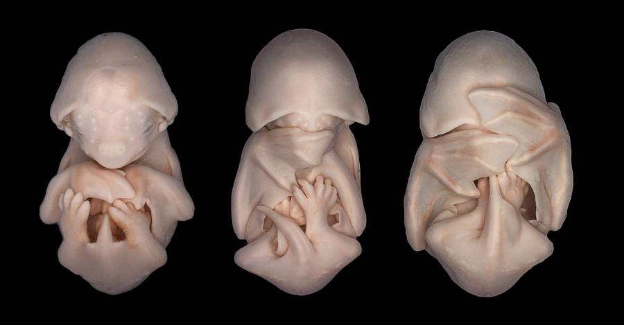 Bat Embryos Photograph by Dorit Hockman