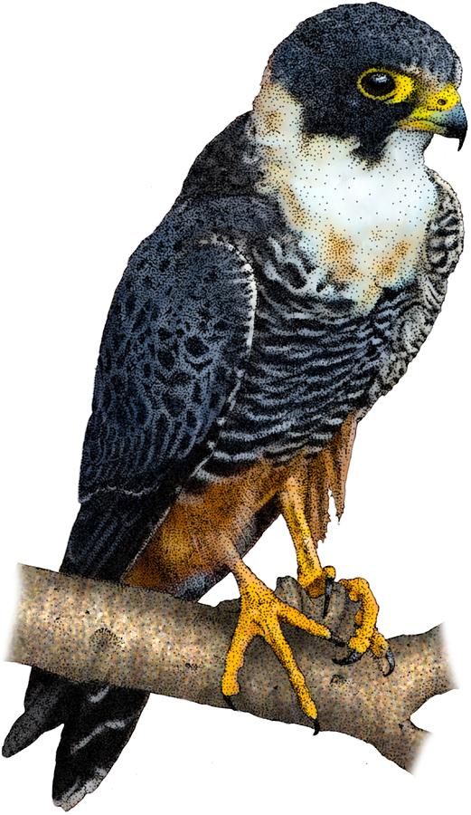 Bat Falcon Photograph by Roger Hall