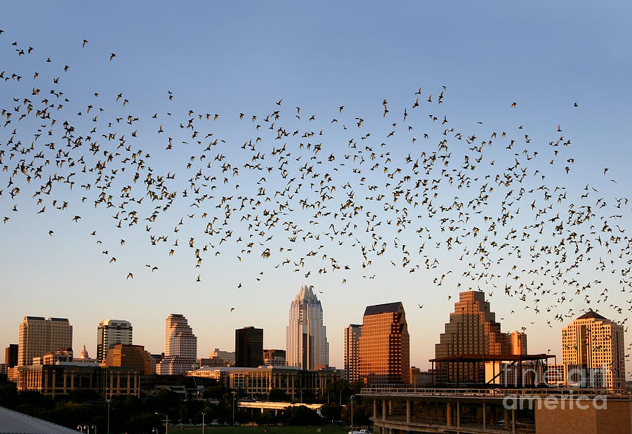 Bat Photograph - Bat Flight Austin by Randy Smith