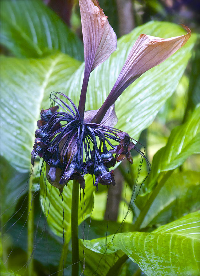 Bat Flower Genus Tacca Photograph by Venetia Featherstone-Witty