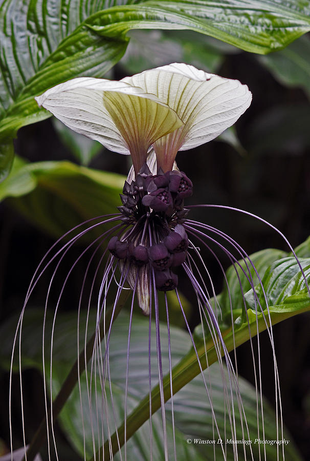 Bat Flower Photograph by Winston D Munnings