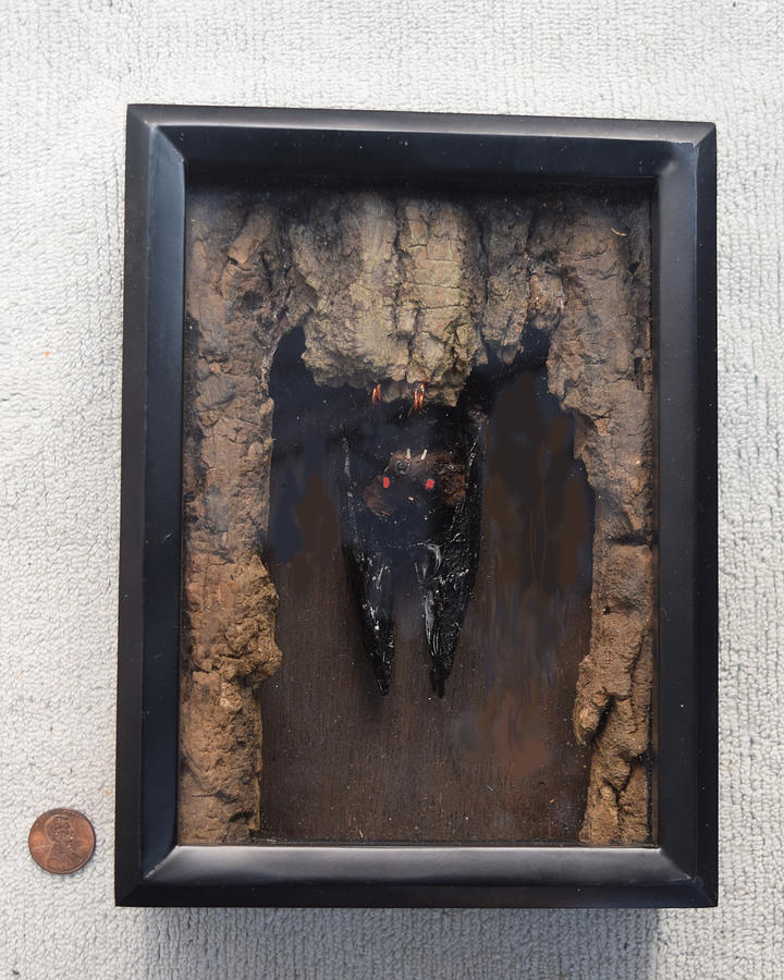 Bat in a Box Mixed Media by Roger Swezey