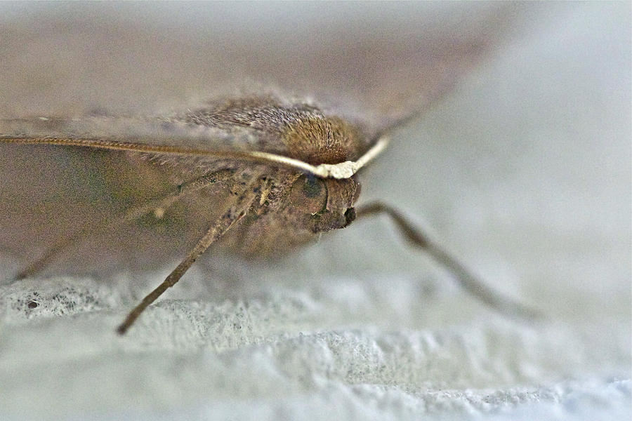 Bat Moth -Da Da Da Da - Da Da Da Da - Bat Moth Photograph by Carol Senske