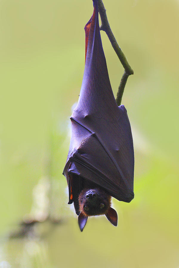 Bat nature behavior Photograph by Seng Chye Teo
