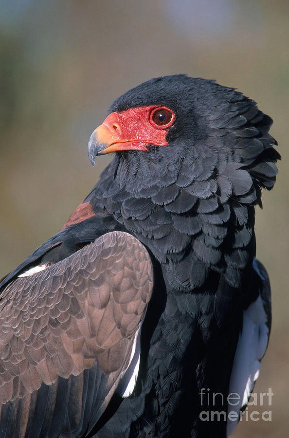 Bateleur Eagle Photograph by Gregory G. Dimijian, M.D.