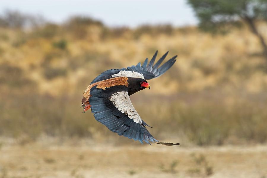Bateleur Eagle In Flight Photograph by Tony Camacho