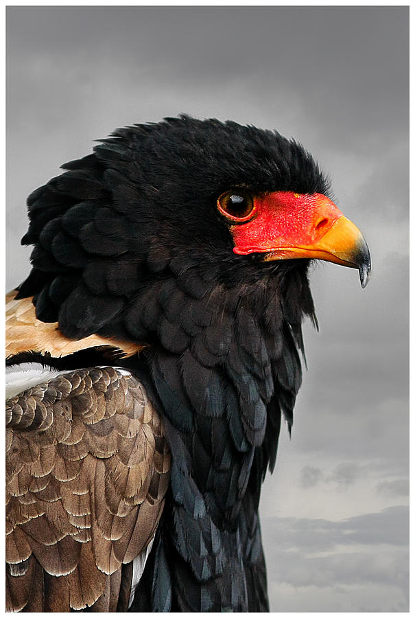 Eagle Photograph - Bateleur Eagle by John Fotheringham