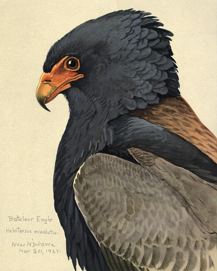 John James Audubon Painting - Bateleur Eagle by Dreyer Wildlife Print Collections 