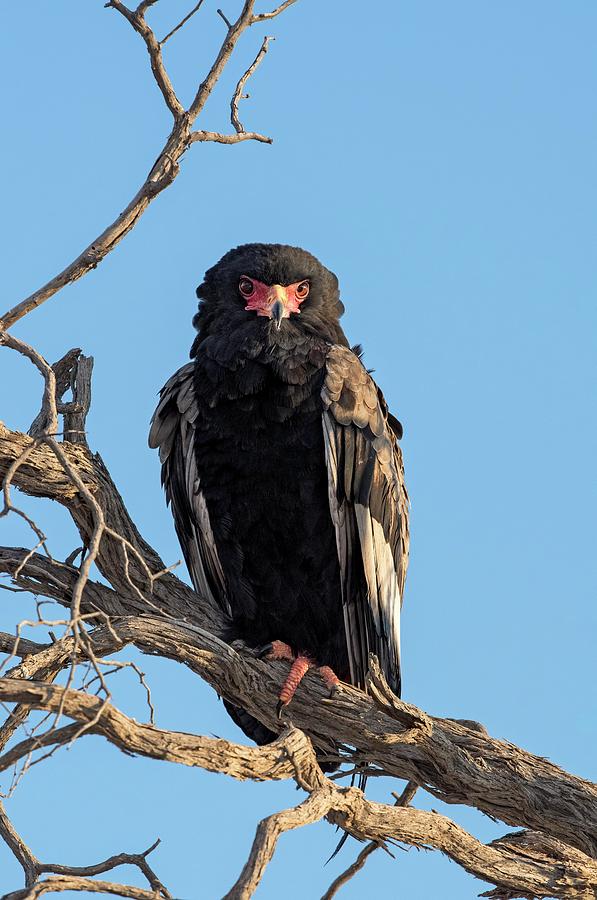 Bateleur Eagle Perched In The Kgalagadi Photograph by Tony Camacho/science Photo Library