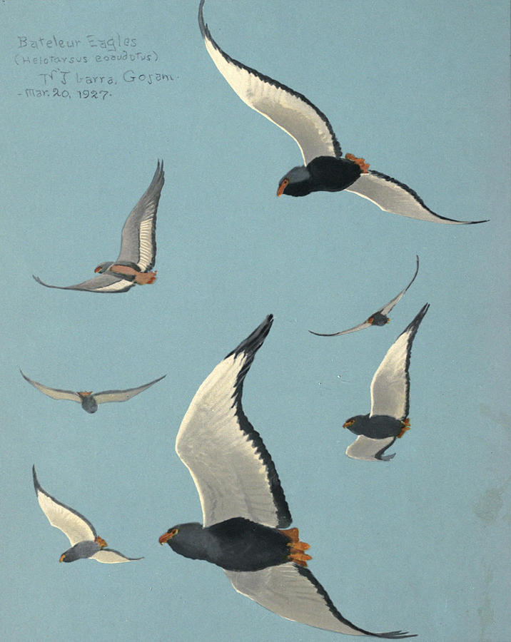 John James Audubon Painting - Bateleur Eagles by Dreyer Wildlife Print Collections 