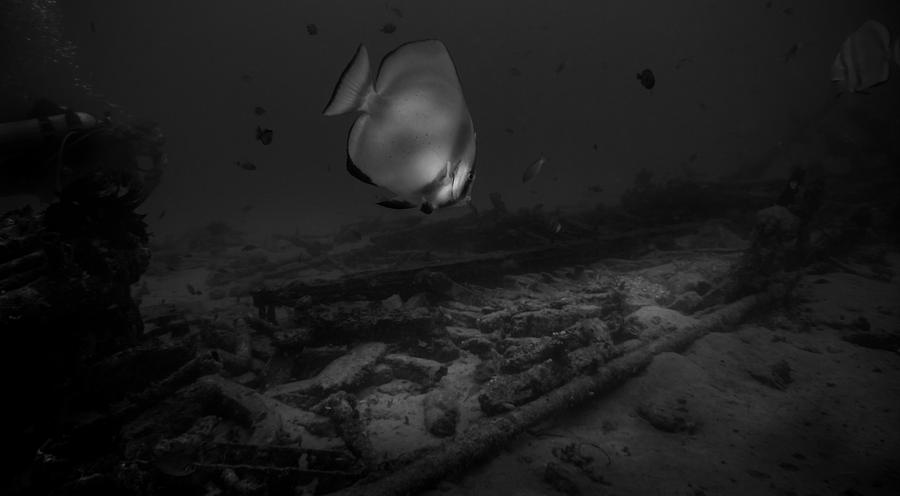 Batfish Over Sabang Wreck Sabang Wreck In Black And White Photograph