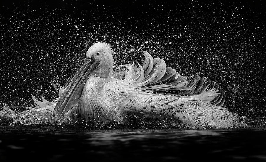 Pelican Photograph - Bath by C.s. Tjandra