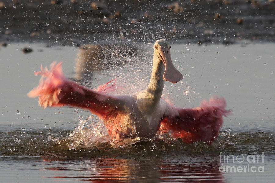 Bath Time - Roseate Spoonbill Photograph by Meg Rousher