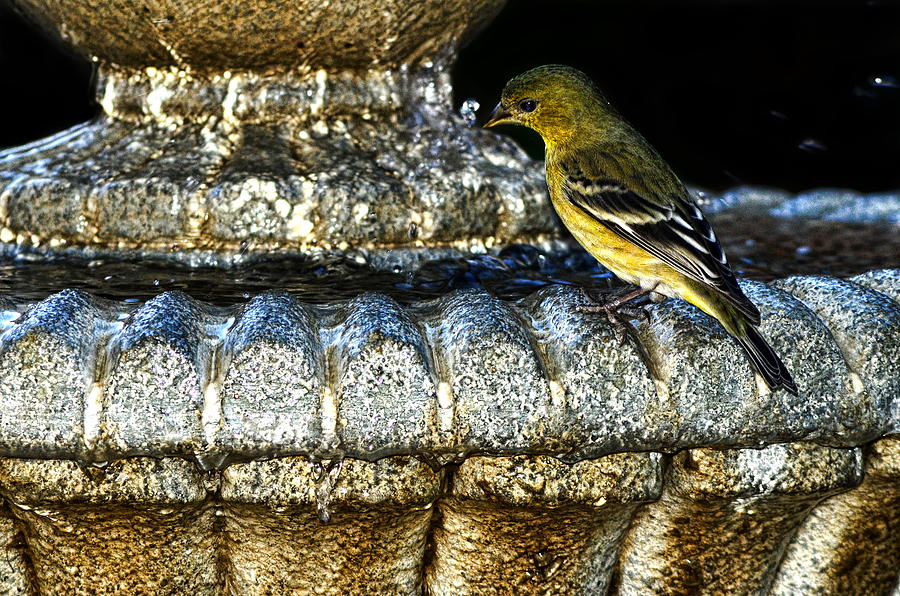 Finch Photograph - Bath Time by Camille Lopez