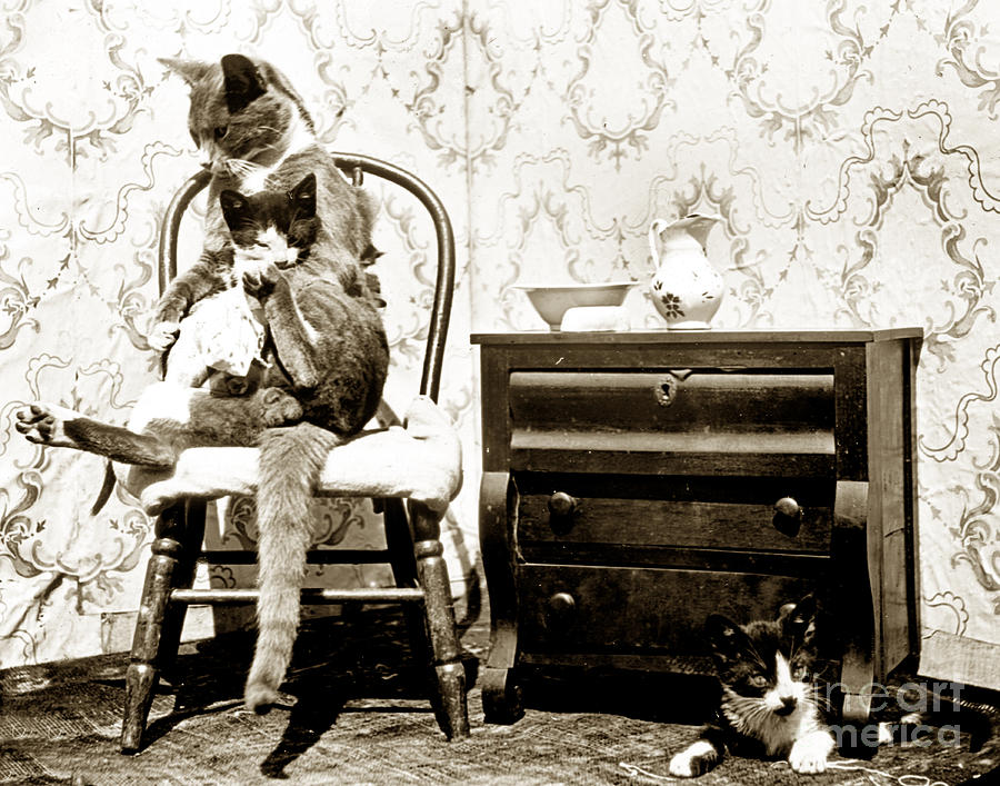 Cat Photograph - Bath time for kitty circa 1900 historical photo Henry King Nourse  by Monterey County Historical Society