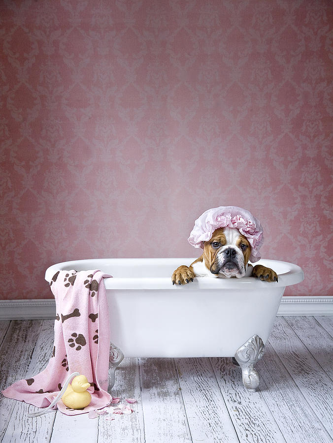 Dog Painting - Bath Time by MGL Meiklejohn Graphics Licensing