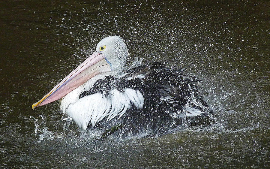 Bath Time Pelican Style Photograph by Margaret Saheed