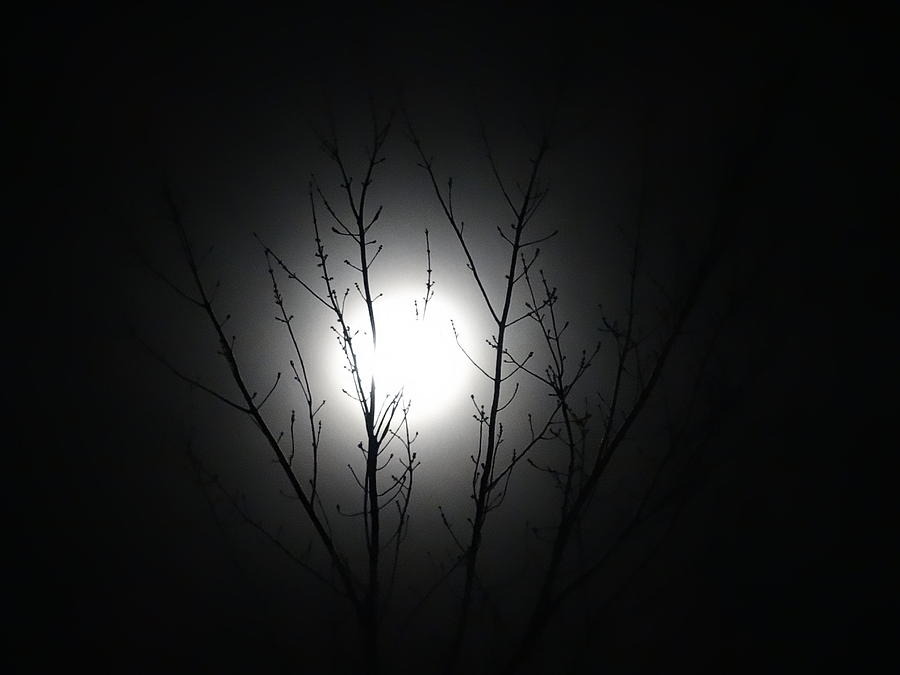 Bathed In Moonlight Photograph