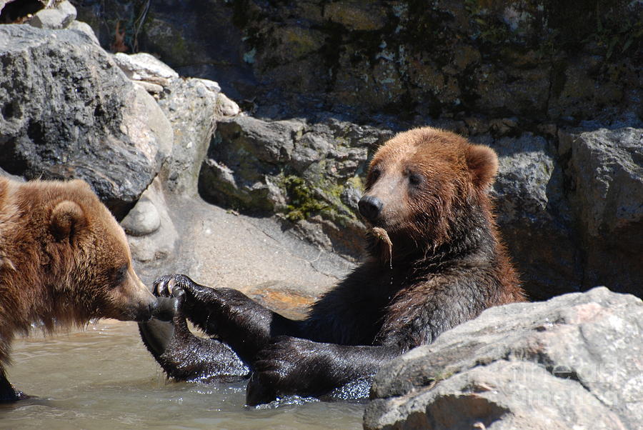 Bathing Bears Photograph by DejaVu Designs | Fine Art America