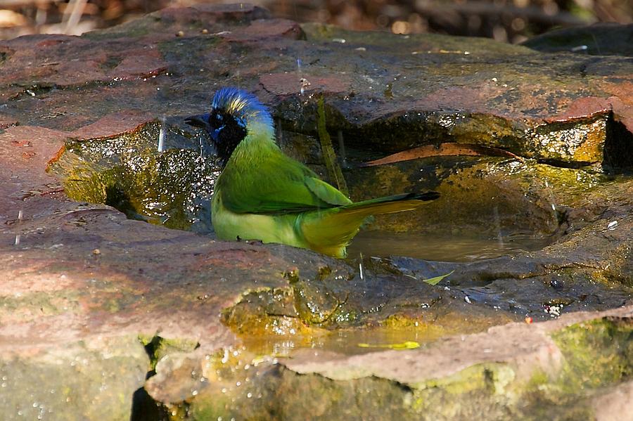 Bathing Green Jay Photograph by Stuart Litoff