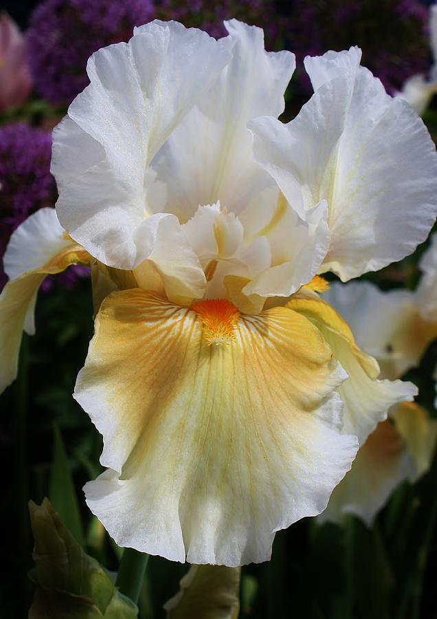 Iris Photograph - Bathing in the Sun by Bruce Bley