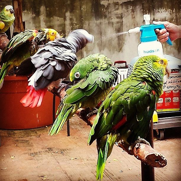 Bathing Parrot Photograph by Mohammed Ferhan