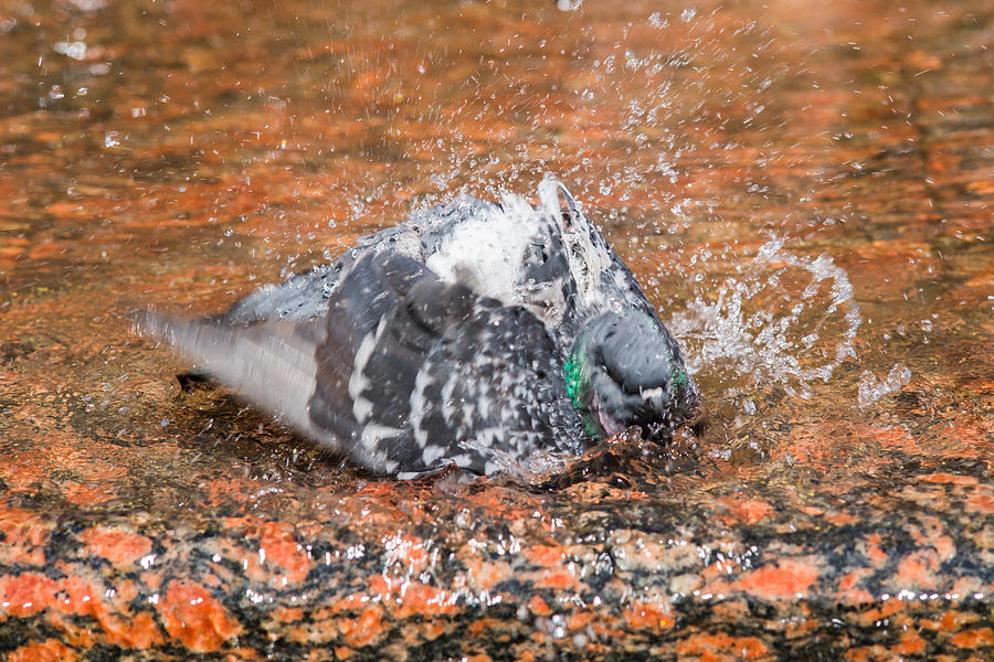 Bathing Pigeon 06 Photograph by Alexander Senin