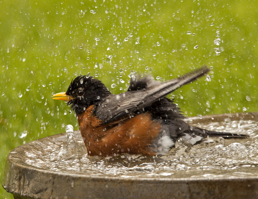 Robin Photograph - Bathing Robin by Inge Riis McDonald