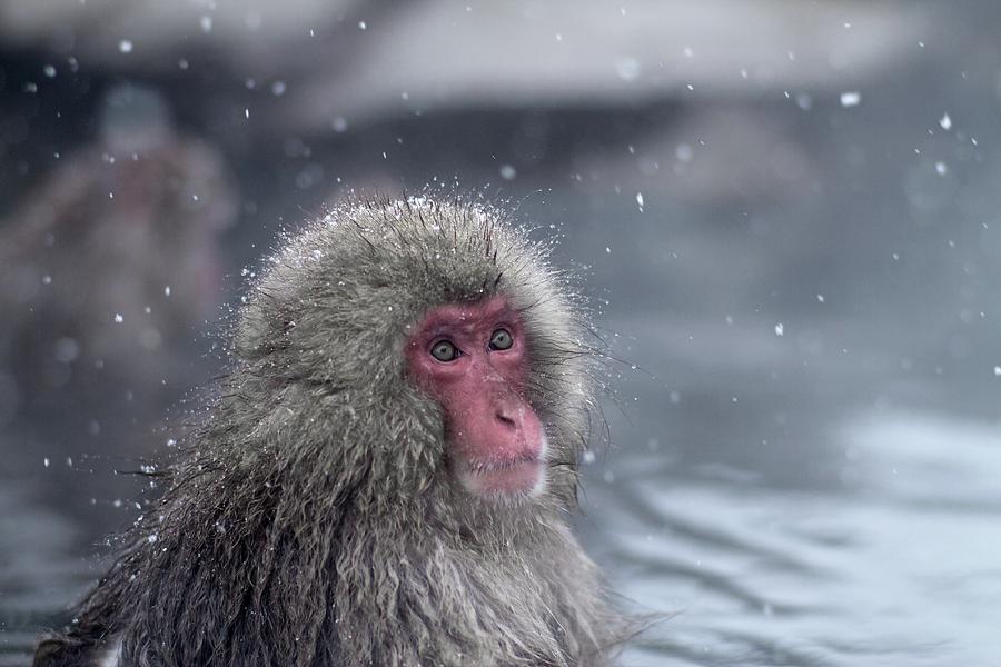 Bathing Snow Monkey Photograph by Filmmaker From Vienna