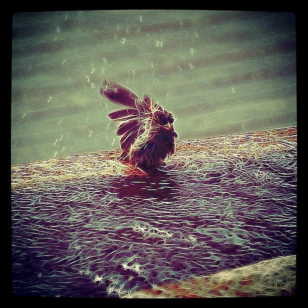 Sparrow Photograph - Bathing Sparrow!
#bathing #bath #wash by Robert Campbell