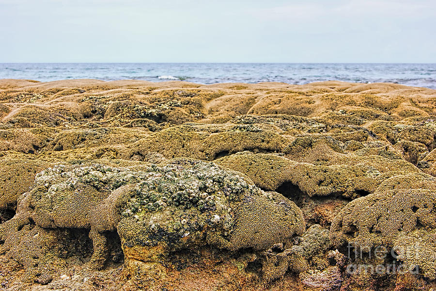 Sabellariid Worm Reef  Photograph by Olga Hamilton
