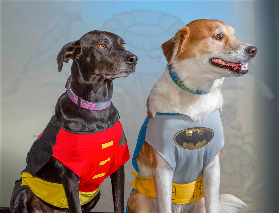 Dog Photograph - Batman and Robin by Hugh Mobley