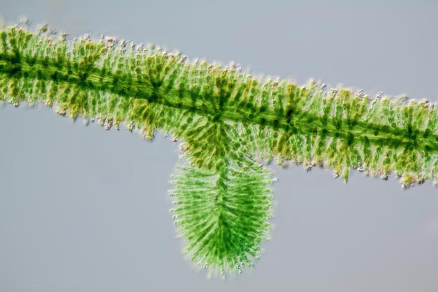 Nature Photograph - Batrachospermum Alga Filament by Gerd Guenther