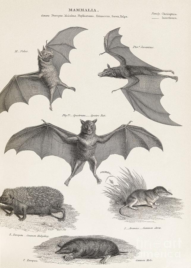 Bats And Other Mammals, 19th Century Photograph by Middle Temple Library
