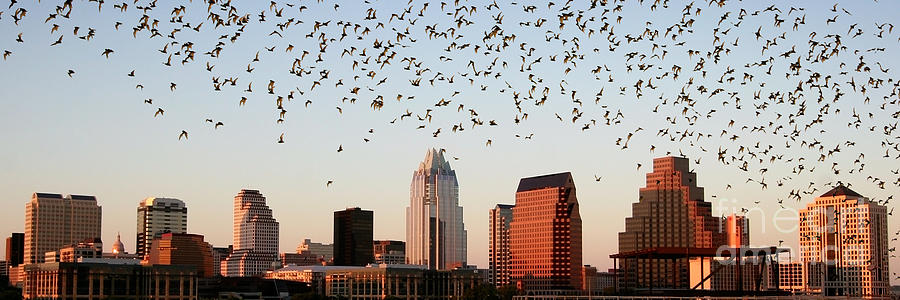 Austin Skyline Photograph - Bats Over Austin Panoramic by Randy Smith