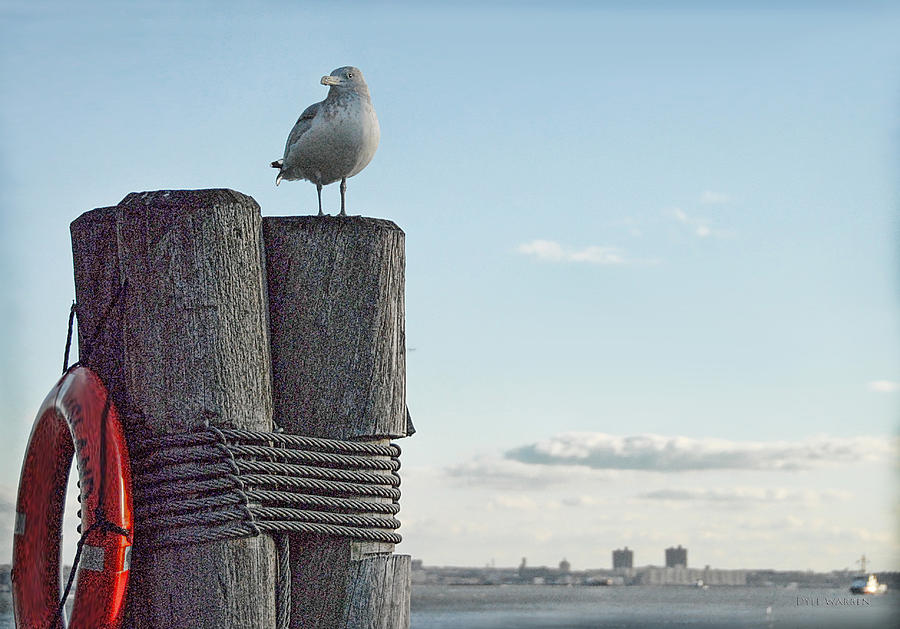 Battery Park Seagull  Photograph by Dyle   Warren