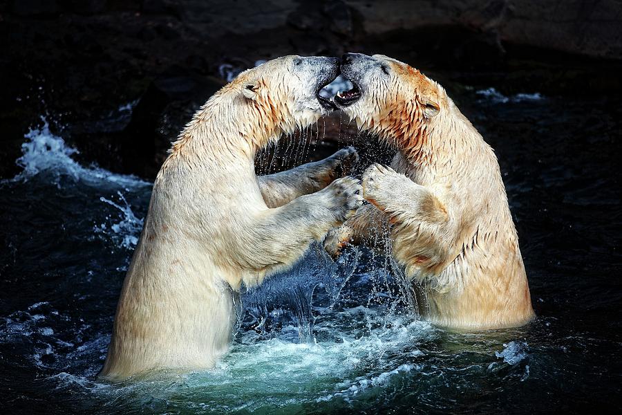 Polar Bear Photograph - Battle & Kisses .... by Antje Wenner-braun