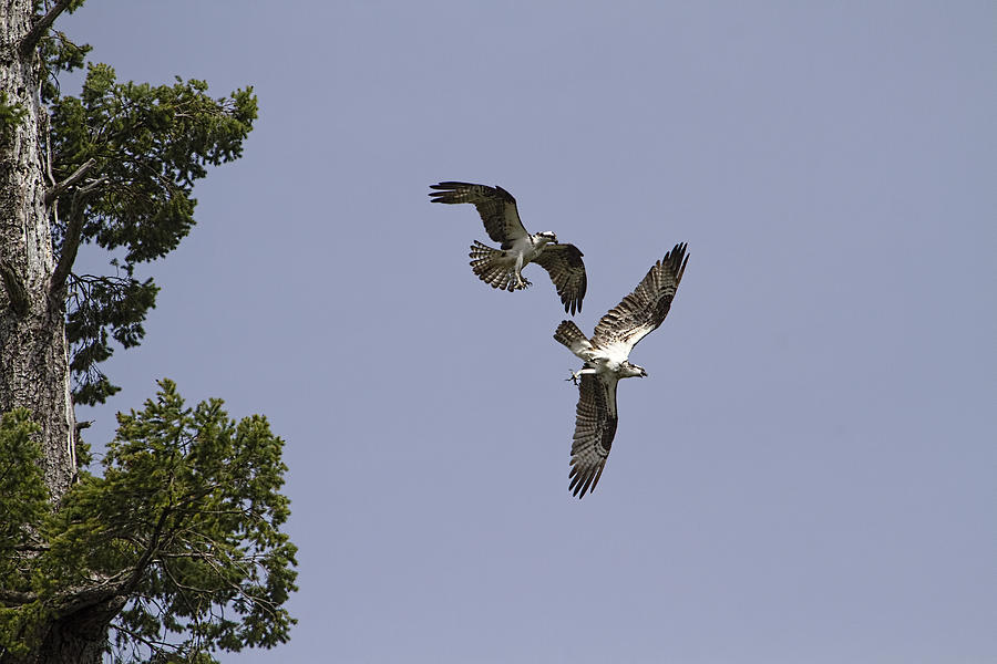 Battle of the Ospreys Photograph by Peggy Collins
