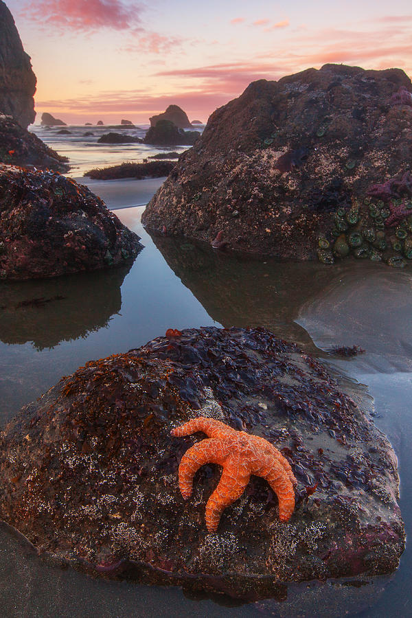 Southern Oregon Coast Photograph - Battle Rock Sunrise by Darren White