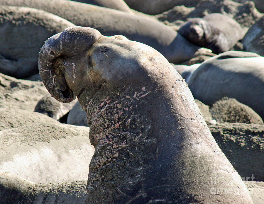 Bull Elephant Seal Battle Scars Photograph by Tap On Photo