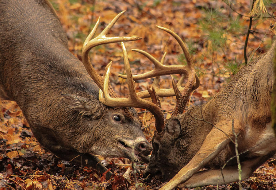 Whitetails in Rut Photograph by Doug McPherson