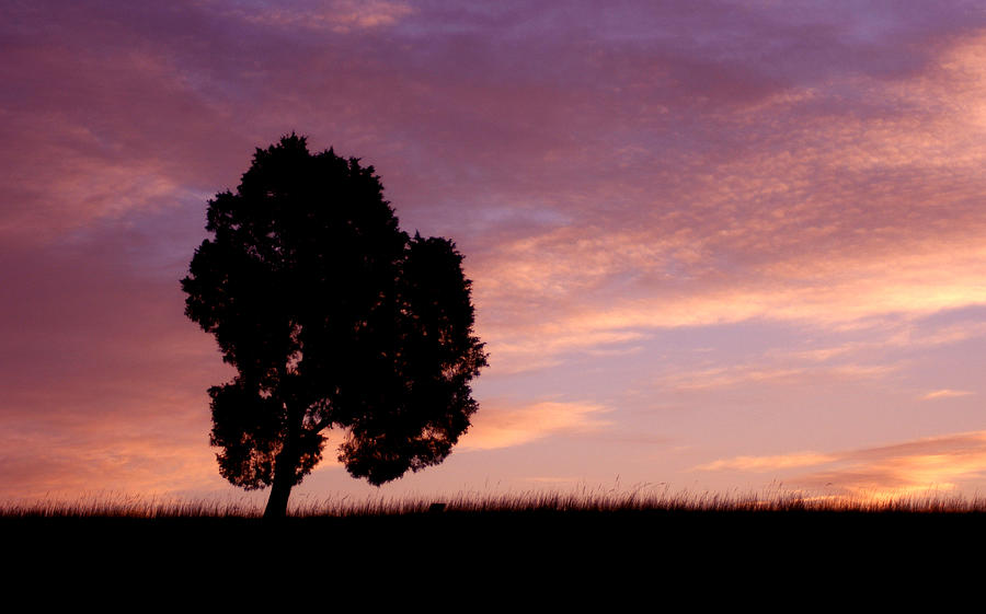 Battlefield Tree Photograph by Pat Exum
