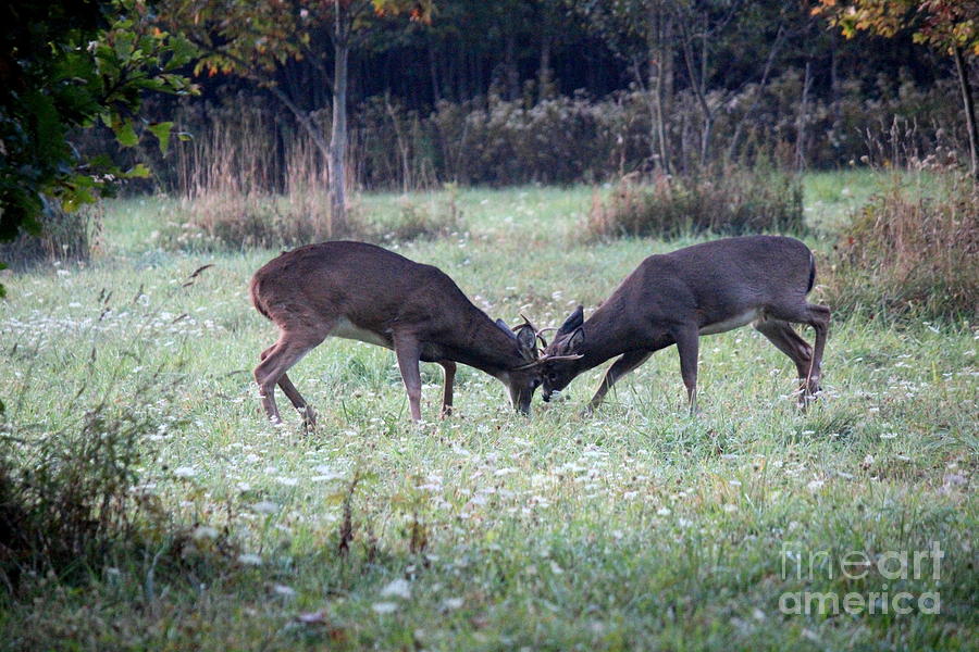 White Tail Deer Photograph - Battling Bucks 2014 No.6 by RL Clough 