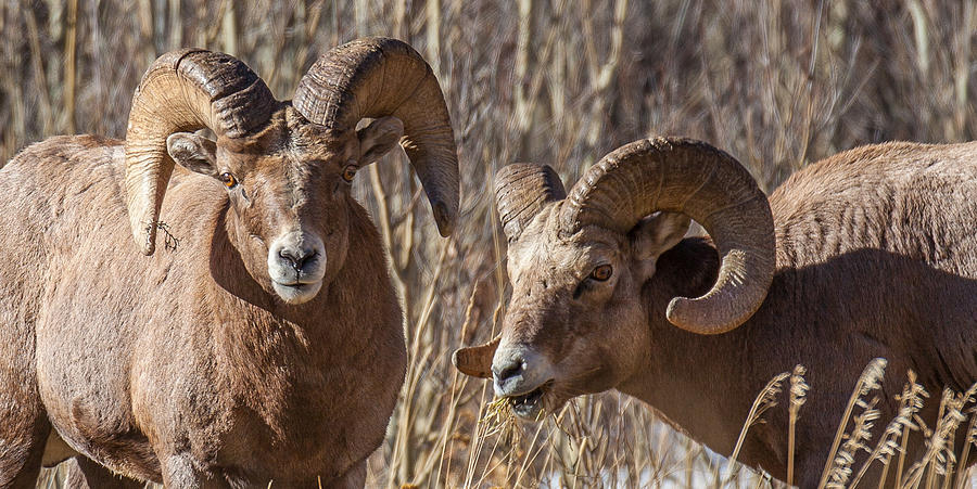 Battling Rams Photograph by Kevin Dietrich