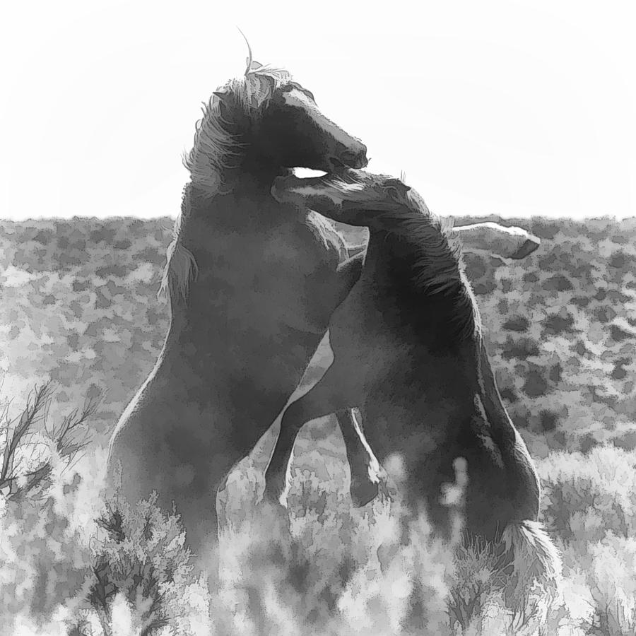 Battling Stallions Photograph