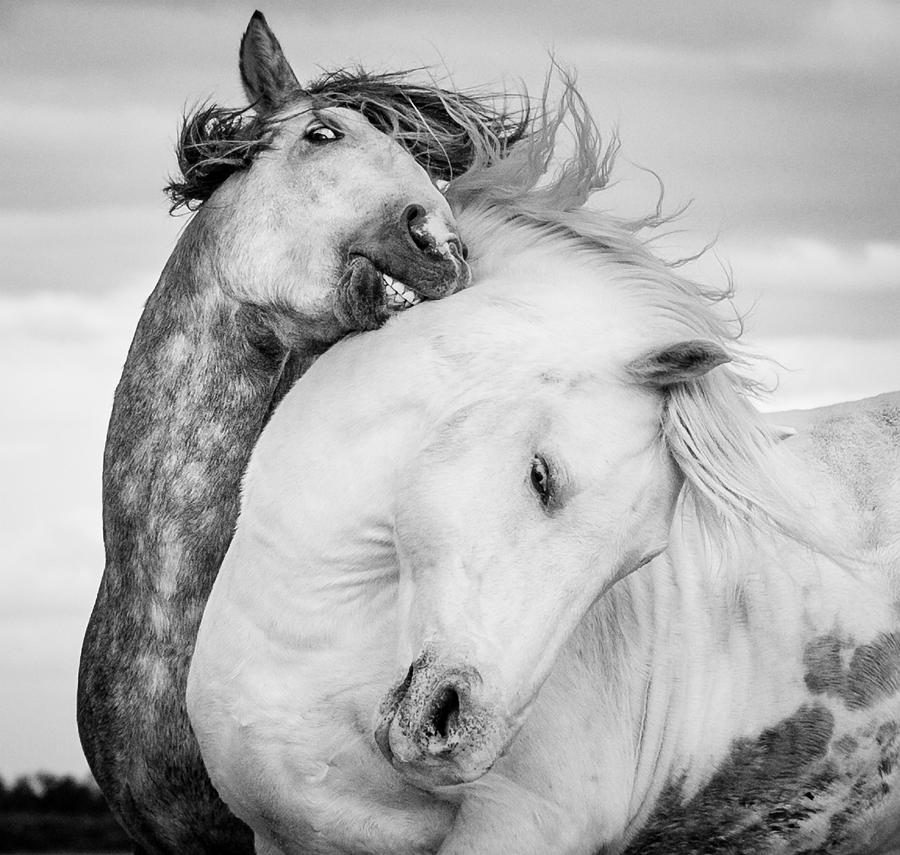 Horse Photograph - Battling Stallions by Tim Booth
