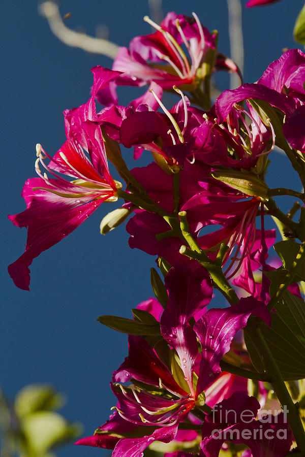 Bauhinia Purpurea Hawaiian Tree Orchid Photograph by Sharon Mau